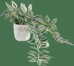 CASA CALATHEA Plante Suspendue Gris, Vert, Mauve* Plantes Artificielles