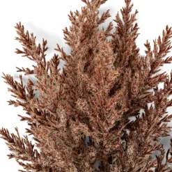 CASA DAME JEANNE Dame Jeanne Brun* Vases