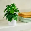 CASA MONSTERA Plante Diverses Couleurs* Plantes Artificielles