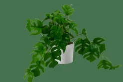 CASA MONSTERA Plante Diverses Couleurs, Blanc, Vert* Plantes Artificielles