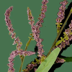 CASA OPHIO Branche Mauve* Branches Artificielles