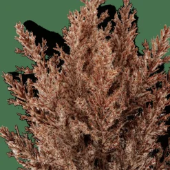 CASA PLUME Tige Panache Brun* Branches Artificielles